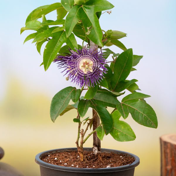 krishna kamal flower seeds Buy Krishna Kamal, Passion flower, Passiflora incarnata (Purple)