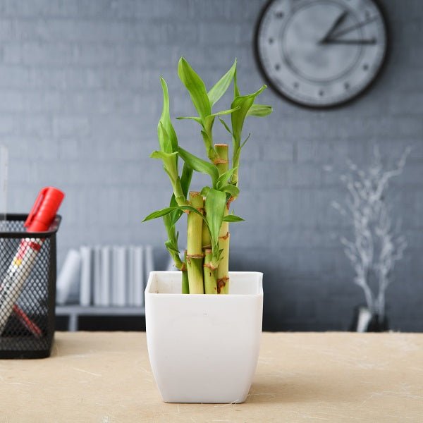 Lucky Bamboo Gift For Independence Day