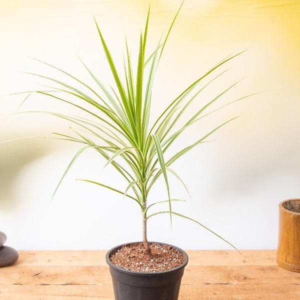 dracaena marginata price Buy Marginata (Dracaena marginata)
