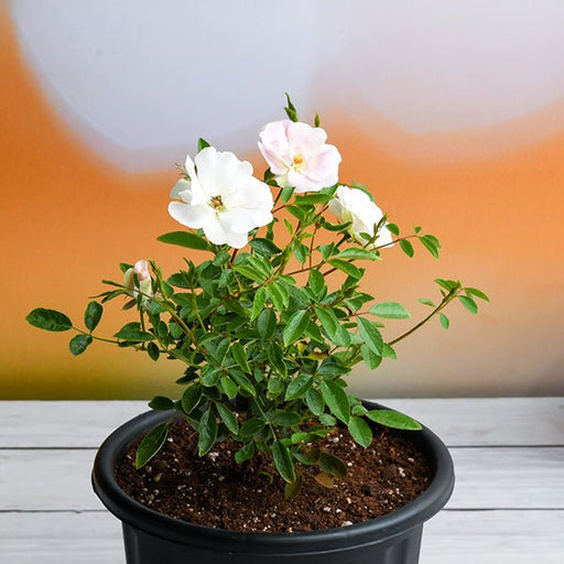 miniature rose - plant