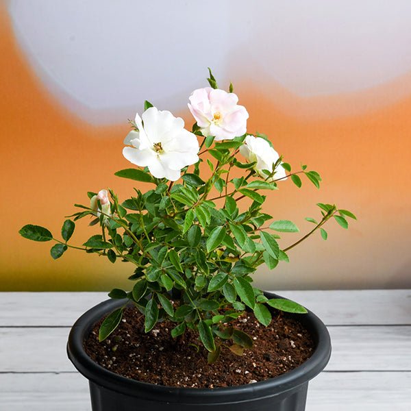 white rose potted plant Buy Miniature Rose, Button Rose (White)