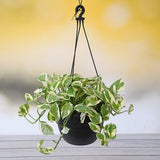 Money Plant marble prince, Scindapsus n joy (Hanging Basket) - Plant