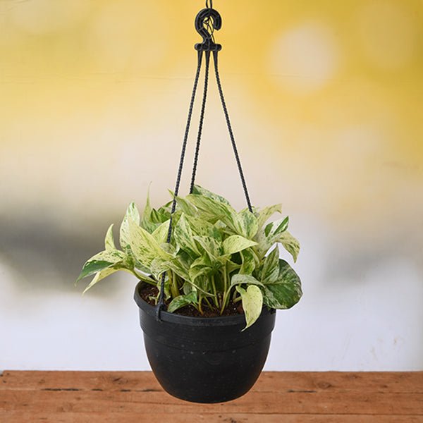 money plant online price Buy Money Plant Marble queen (Hanging basket)