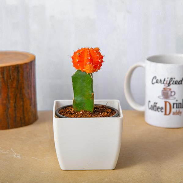 Buy Cactus Plants online from Nurserylive at lowest price.