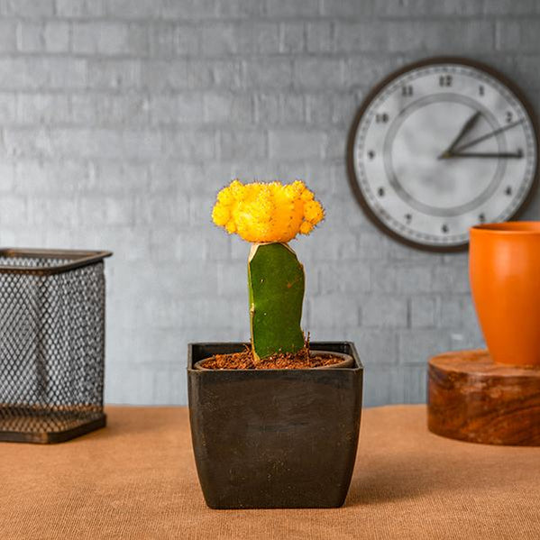 Buy Cactus Plants online from Nurserylive at lowest price.