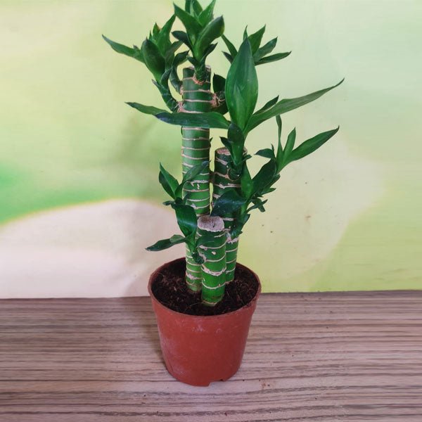 Buy Multidrop Lotus Tiger Sticks Lucky Bamboo - Plant online from ...