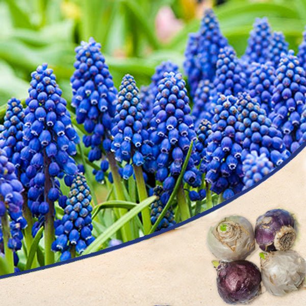 Muscari Armeniacum