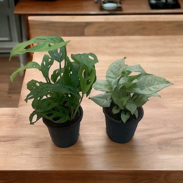 monstera adansonii air purifier Buy Natural Air Purifiers Monstera and Syngonium for Home online from Nurserylive at lowest price