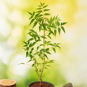 neem tree - plant
