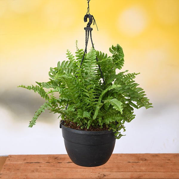 fern plant hanging Buy Nephrolepis exaltata, Boston fern (Hanging Basket) Plant online from Nurserylive at lowest price