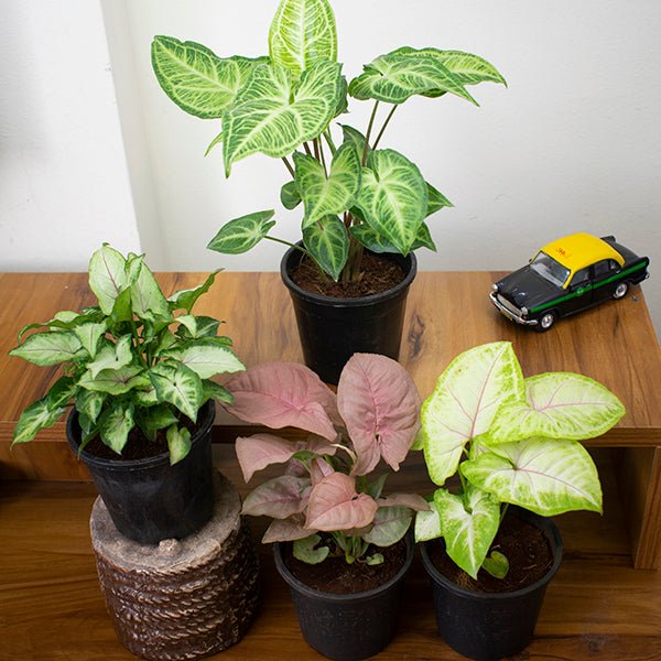 Pack of 4 Syngonium Plants for Forever Green Garden