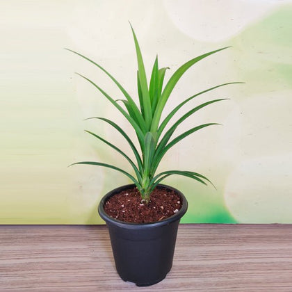 pandanus amaryllifolius plant Buy Pandanus amaryllifolius