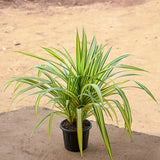 Pandanus Variegated (Golden) Plant in 5 inch Pot