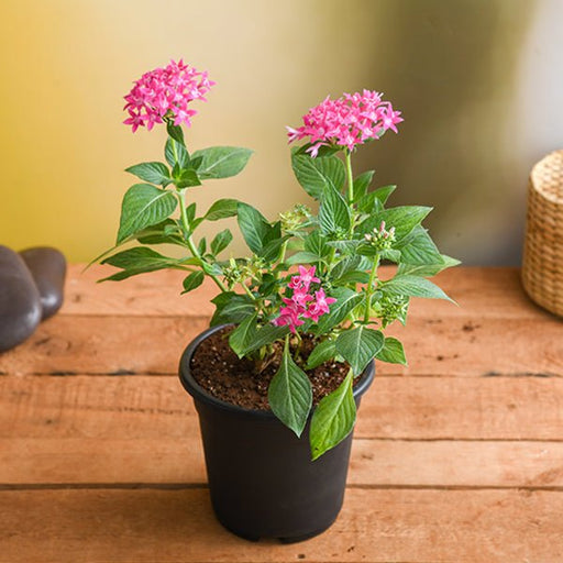 pentas (dark pink) - plant