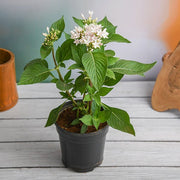 pentas (white) - plant