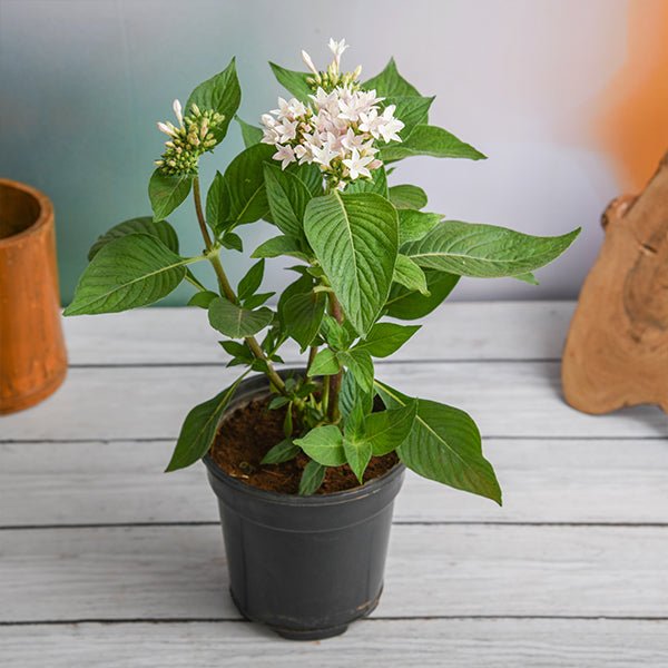 pentas (white) - plant