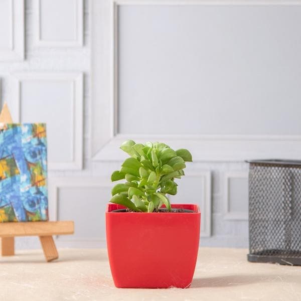 prayer pepper plant flower Buy Peperomia dolabriformis, Prayer Pepper