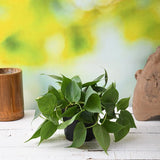Philodendron Scandens Oxycardium, Heart-Leaf Philodendron - Plant