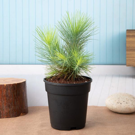 pine tree - plant