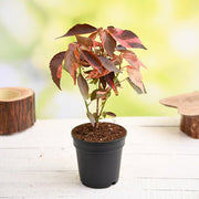 acalypha wilkesiana - plant