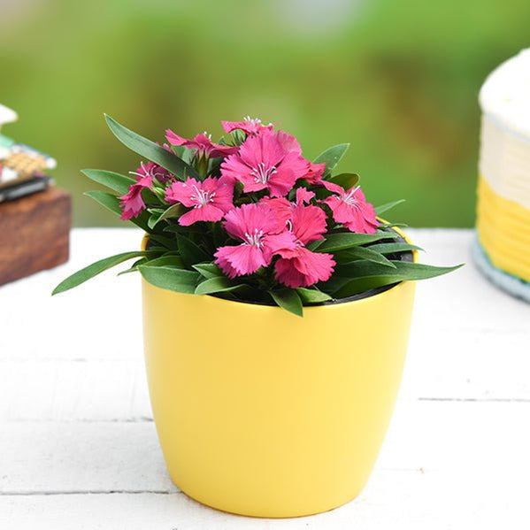 Buy Dianthus Plants online from Nurserylive at lowest price.