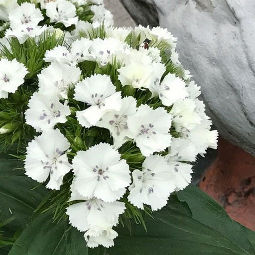dianthus (white) - plant