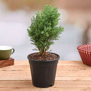 juniper - plant