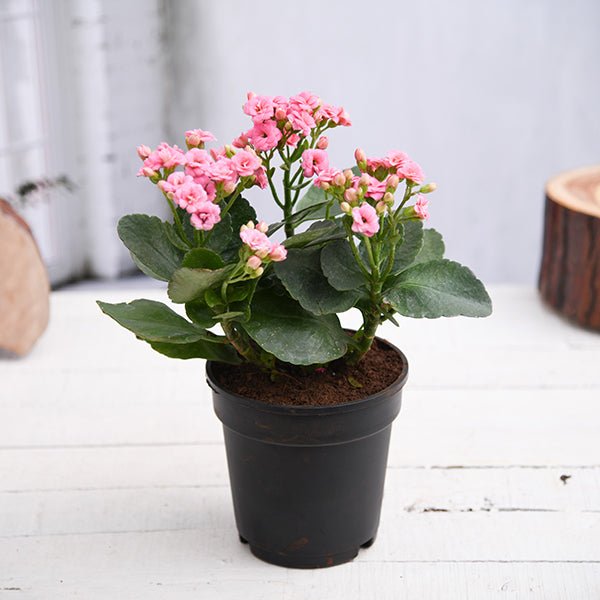 kalanchoe (light pink) - plant