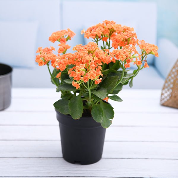 kalanchoe indoor plant benefits Buy Kalanchoe (Orange)