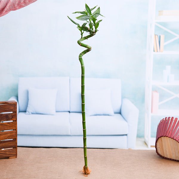 lucky bamboo spiral sticks Buy 60 cm Spiral Stick Lucky Bamboo Plant online from Nurserylive at lowest price