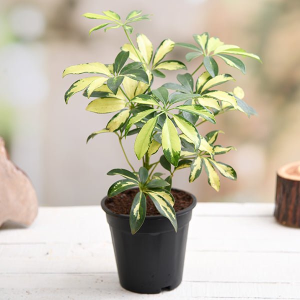 schefflera variegated plant in 5 inch (13 cm) pot 