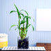 5 lucky bamboo stalks (a symbol of positive energy) - plant