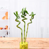 60 cm Spiral Stick Lucky Bamboo Plant - (Pack of 3)