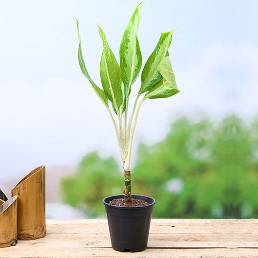 aglaonema cv diamond bay Buy Aglaonema Diamond Bay