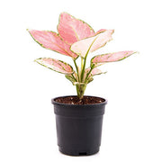 aglaonema dud anyamanee 