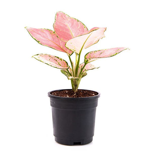 aglaonema anyamanee pets Buy Aglaonema dud anyamanee, Aglaonema anyamanee (Green, Pink) Plant in 5 inch Pot online from Nurserylive at lowest price
