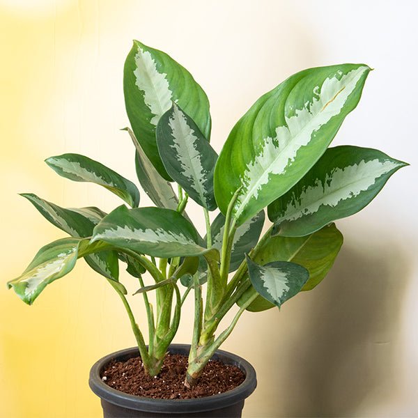 aglaonema plants for sale in india Buy Aglaonema Jubilee Petite