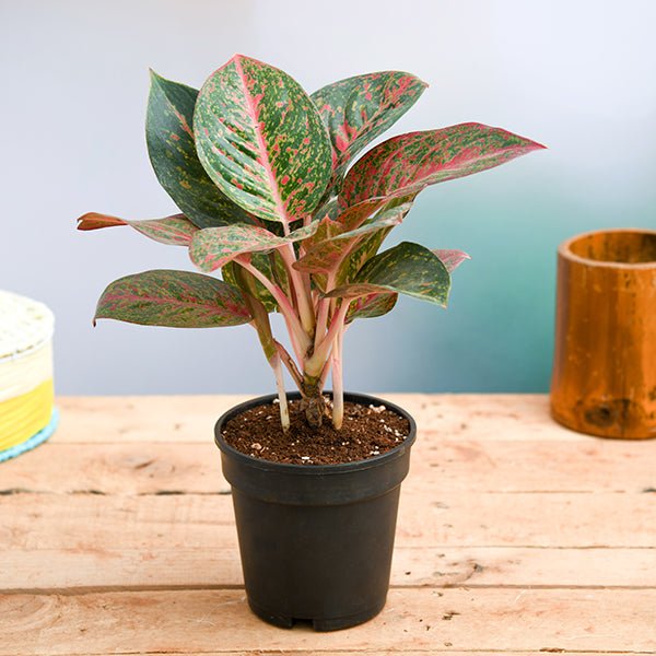aglaonema widuri 