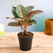 aglaonema widuri 