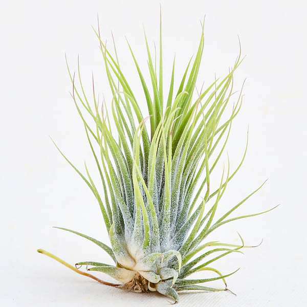 Buy Air Plant, Tillandsia ionantha Guatemala (Medium)