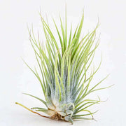 air plant - plant