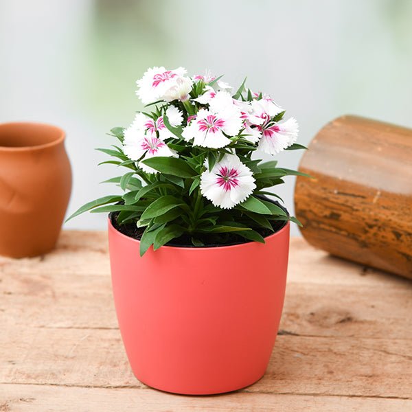 planting dianthus in pots Buy Dianthus (White Pink)