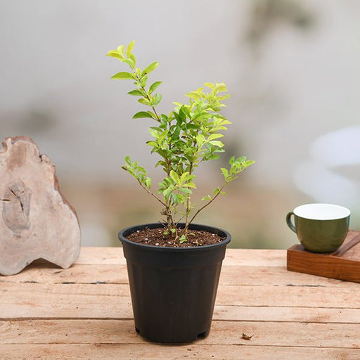 duranta golden plant 