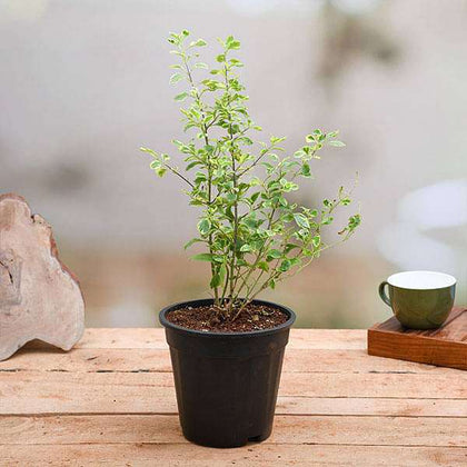 Buy Duranta Variegated