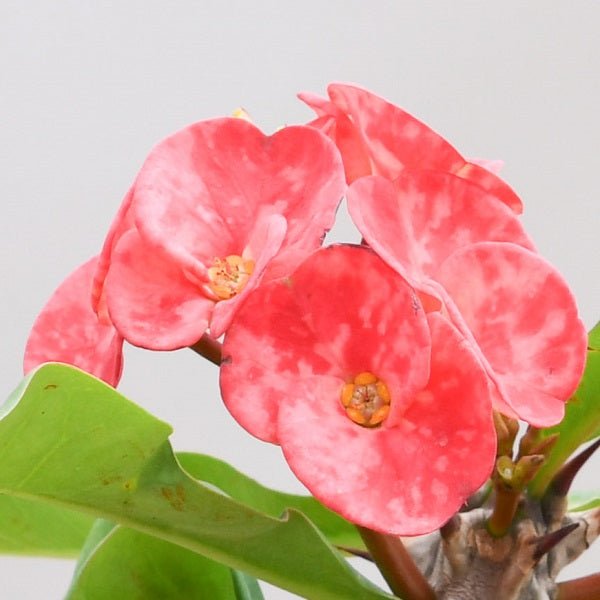 euphorbia (peach) - plant