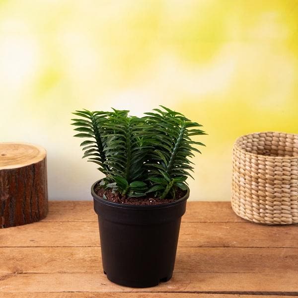 is pedilanthus an indoor plant Buy Pedilanthus, Euphorbia tithymaloides (Green)