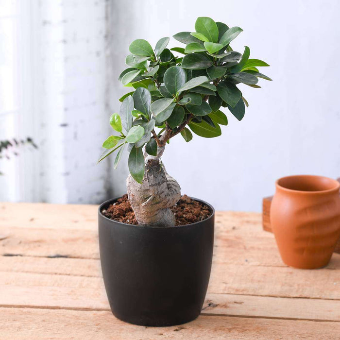 ficus bonsai tree price Buy Ficus Bonsai