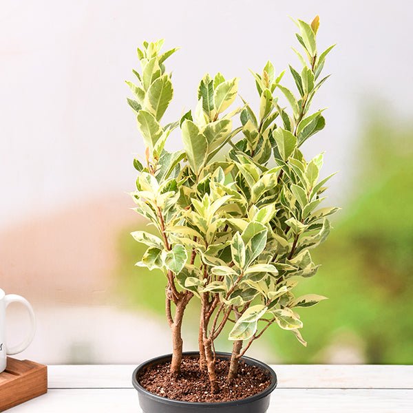 ficus succulent Buy Ficus Safari, Ficus benjamina
