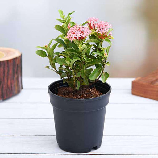 ixora mini dwarf any color plant in 5 inch (13 cm) pot 
