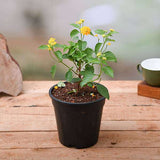 Lantana camara (Yellow) - Plant